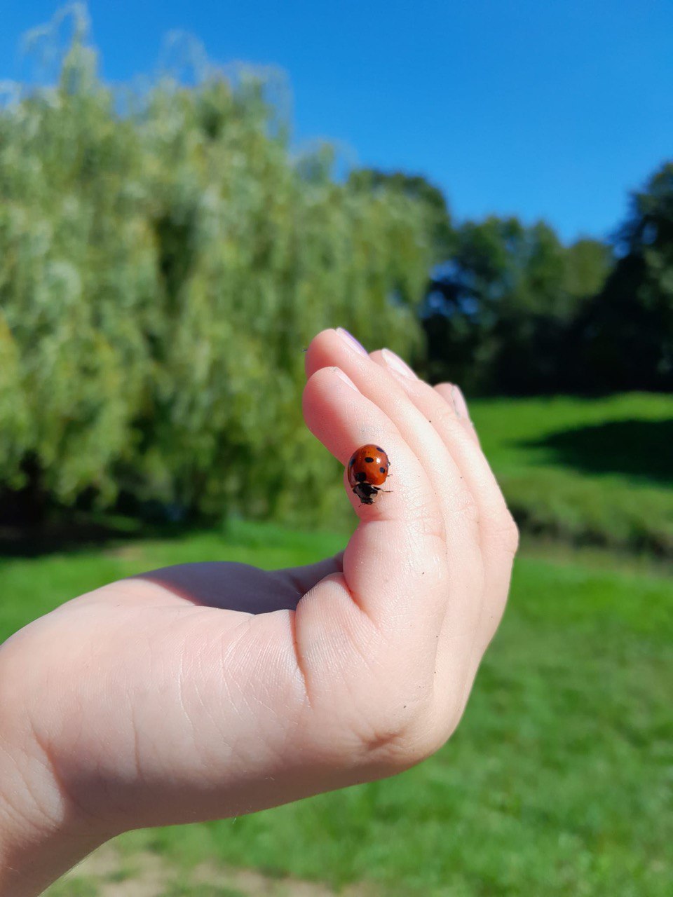 Marienkaefer - Mütterzentrum e.V. Leipzig