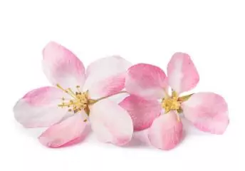 Zwei rosa farbige Bachblüten.