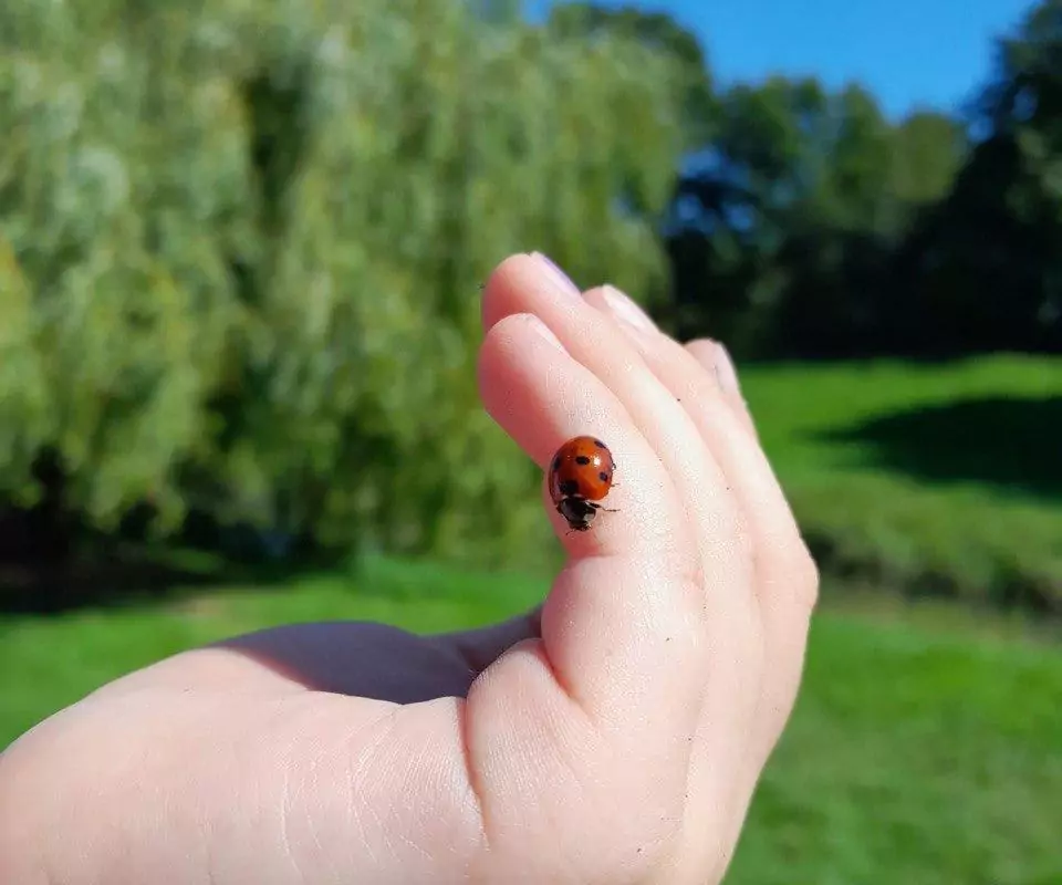 Marienkaefer - Mütterzentrum e.V. Leipzig