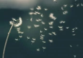 Eine Pusteblume, die Flugsamen verliert.